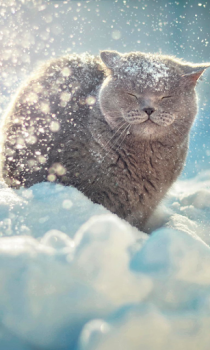 Baixar Queda de neve Live Wallpaper (fundo ao vivo) Personalização para Android captura de tela 3
