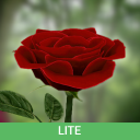 Baixar  3D Rose Live Wallpaper Lite