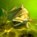Baixar  My Fishing World