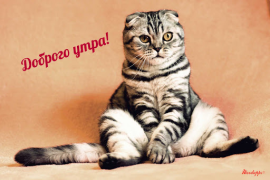 Baixar Прикольные с добрым утром Entretenimento para Android captura de tela 3